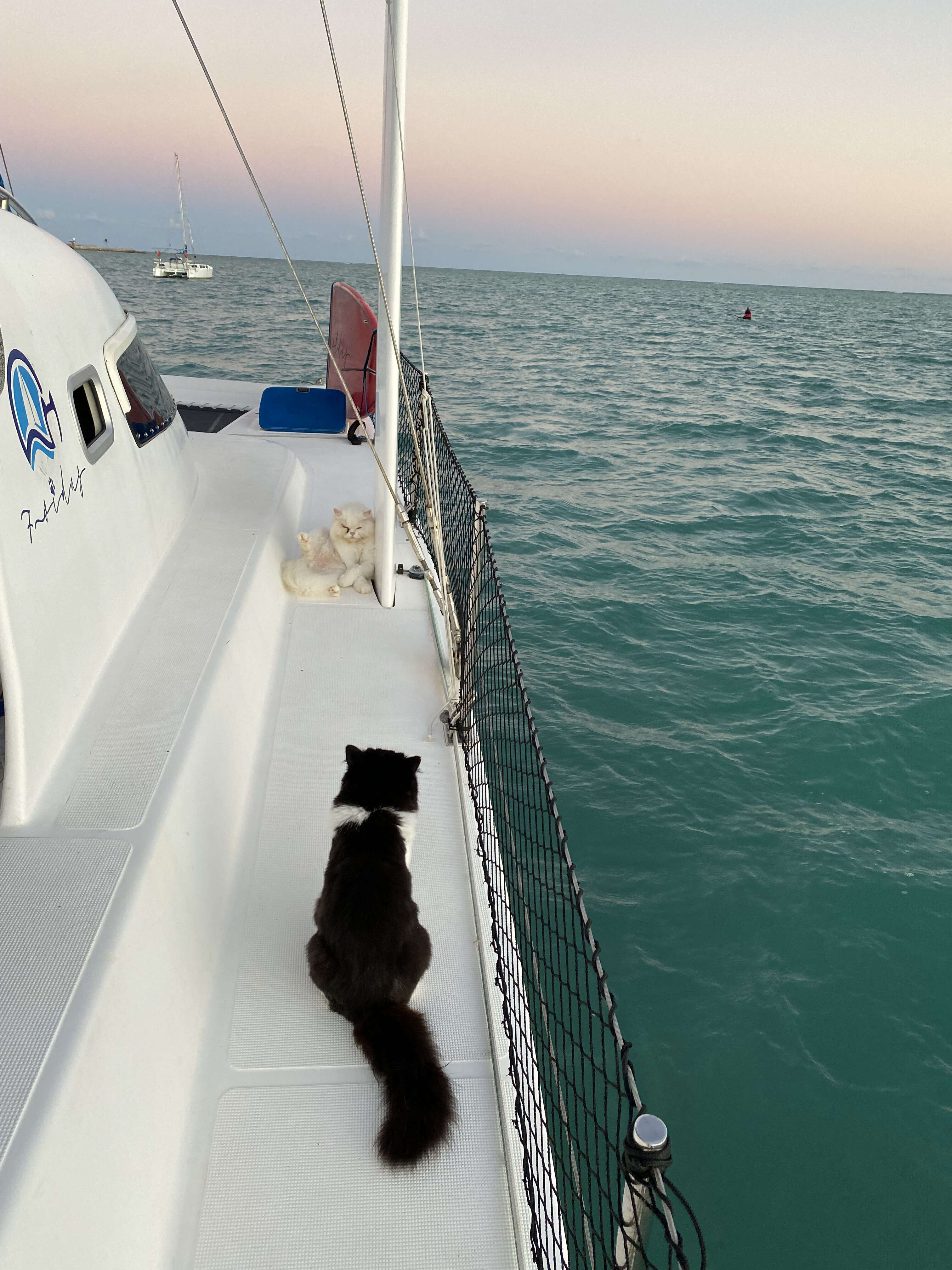 Casal vive com seus gatos em veleiro-catamarã